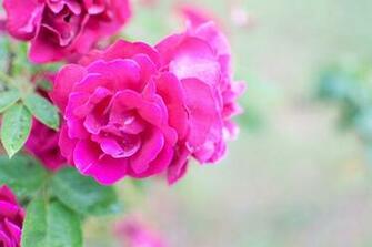 Fuschia Colored Roses By The Beach Wallpaper