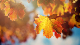 Maple Leaves Wallpaper
