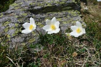 Three Sisters Wallpaper