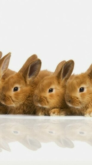 Very Cute Bunnies Hq Wallpaper For iPhone Site