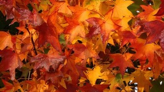 Theme Bin Archive Fall Colors HD Wallpaper