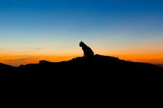 Cat Animal Sitting Sky Sunset Silhouette Wallpaper Photos