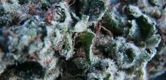 Super Dank Weed Some Frosty