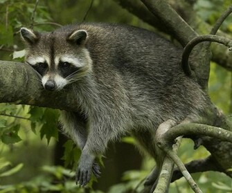 Raccoon Wallpaper