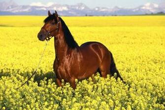 Horses Yellow Flowers Wallpaper Desktop