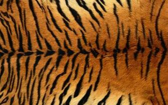 Tiger Skin Texture HD Wallpaper