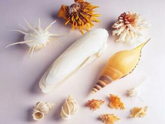 Shells Wallpaper Stock Photos