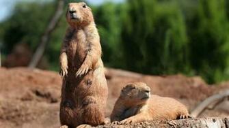 Animals Gopher Wallpaper