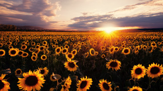 Sunflowers Field Sunrise 5k Laptop Full HD 1080p 4k Wallpaper Image