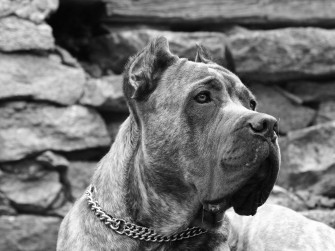 Big Dog In B W Wallpaper