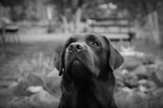 Un Blanco Y Negro Fondo De Pantalla