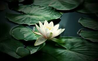 Sleeping Beauty Lily Flowers HD Wallpaper Flower