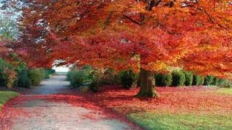 Autumn Season Tree Wallpaper