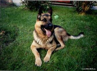 German Shepherd Best Wallpaper On Your Desktop Animal