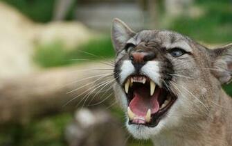 Animal Cougar Wallpaper