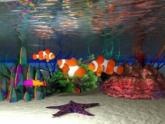 Clown Fish Wallpaper