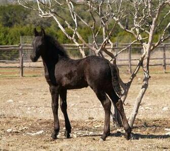 Horses Paint Horse All Breeds