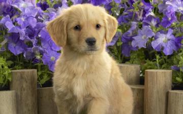 Cute Dogs Wallpaper