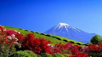 Flowers Beautiful Springtime Agriculture Blue Sky