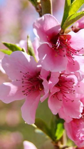 Spring Flowers HD Wallpaper For Android