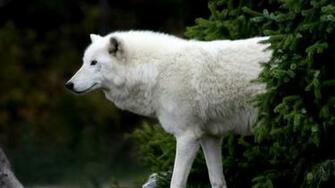 HD Wolf Wallpaper 1080p