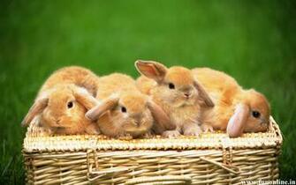 Rabbit Wallpaper Cute Baby Rabbits HD