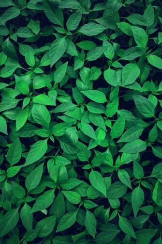Green Pixel HD Photo By Lawrence Kayku Ghog