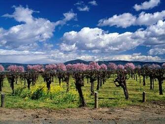 Vineyard Photos National Geographic