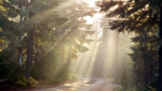 Sun Rays Wallpaper