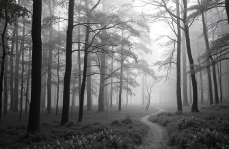 Black And White Nature Wallpaper
