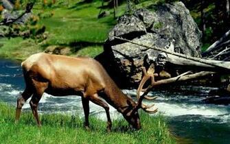 Deer HD Wallpaper