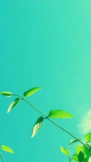 Plant Nexus Wallpaper And Background