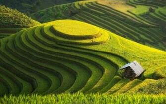 Rice Terrace Wallpaper And Background Image Net