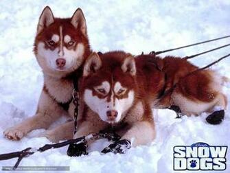 Wallpaper Snow Dogs Film Movies Desktop