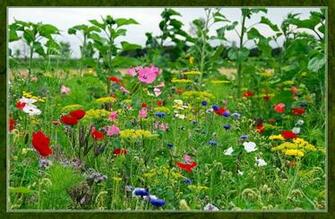 Summer Wildflowers Pixdaus