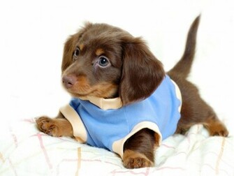 Desktop Big Ugly Dog Image Dowload Pictures