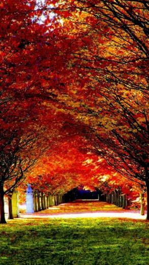 Naturewallpaper Autumn Charm iPhone5 Mobile Phone Wallpaper