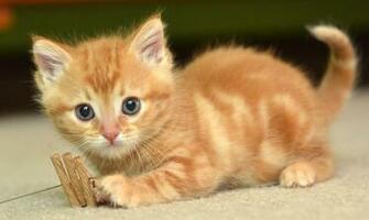 HD Cat Wallpaper Kitten Image Cute Photos Claw Hairy