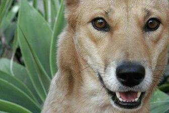 Dingo Wallpaper Pics Fun Animals Wiki Videos