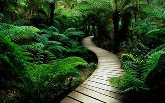 Landscape Wallpaper Tropical Rain Forest And Wood Road