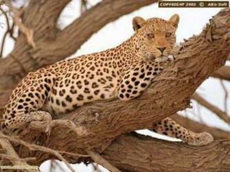 Big Cats Screensaver Es Un Salvapantallas Que Muestra Im Genes De