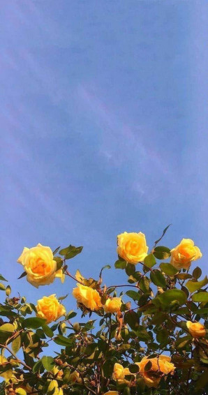 Yellow Aesthetic Wallpaper