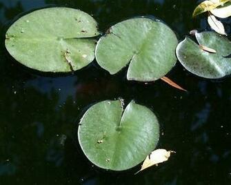 Lily Pad Wallpaper