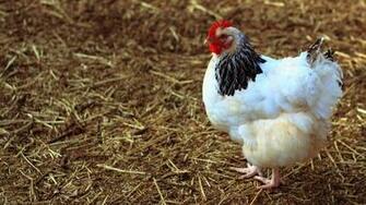 Chicken Hen Bird Image Desktop Background Wallpaper