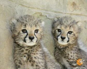 Cute Cheetah Wallpaper