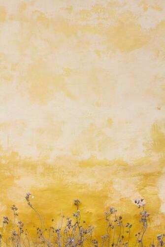 Yellow Pictures Image Stock Photos