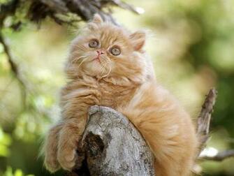 Persian Cat Computer Screen Saver Pc Desktop Wallpaper