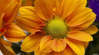Flower Wallpaper Background Kicking Designs