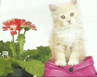 Animal Image HD Funny Wallpaper Habitat Pet