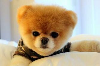 Wallpaper Details File Name Boo Dog Uploaded By Date